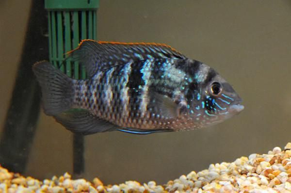 藍寶石魚圖片大全
