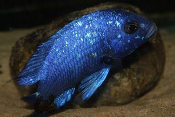 藍寶石魚圖片大全