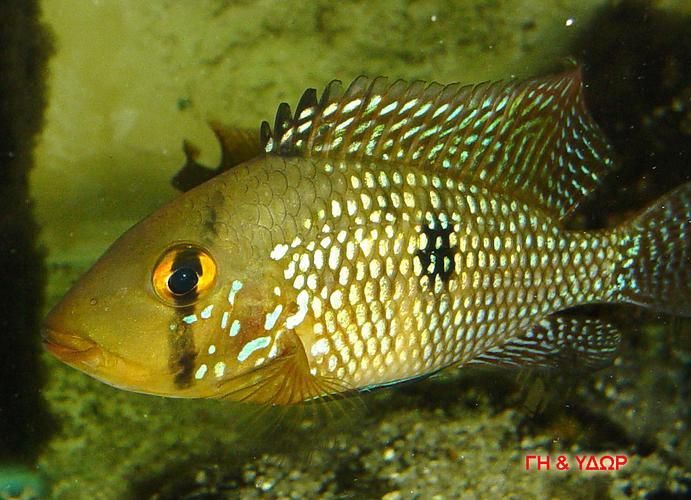 藍寶石魚圖片大全