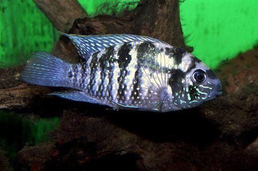 藍寶石魚圖片大全