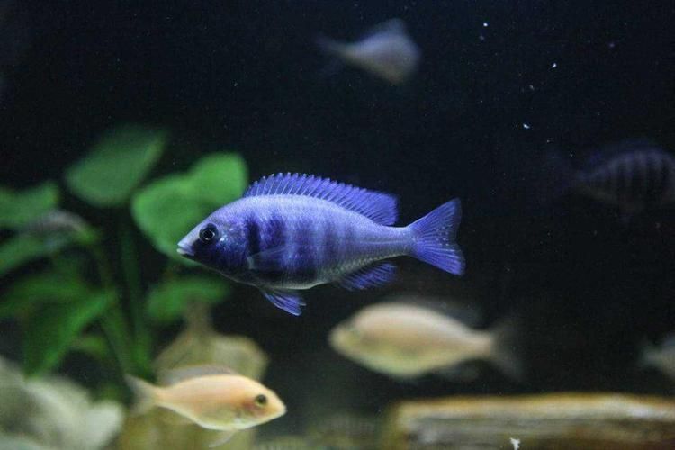藍寶石魚圖片大全