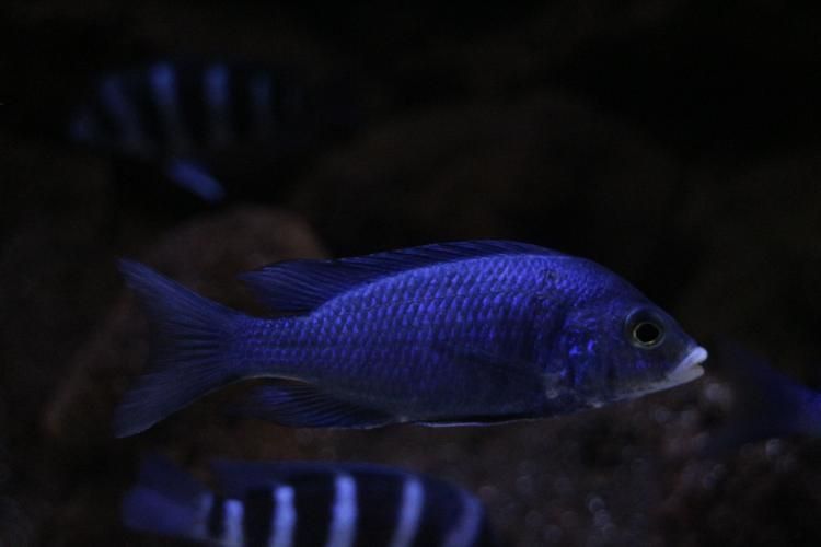 藍寶石魚圖片大全
