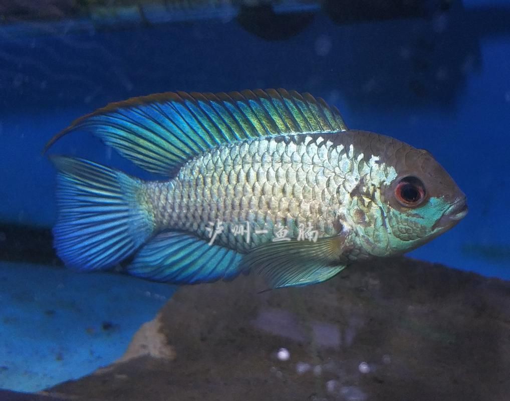 藍寶石魚圖片大全