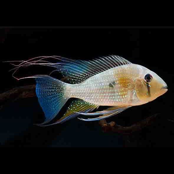 藍寶石魚圖片大全