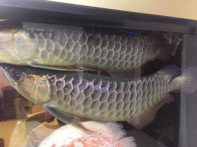 龍魚進貨渠道是什么，龍魚的進貨渠道