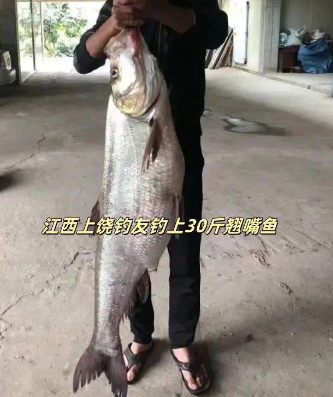翹嘴魚和龍魚哪個貴