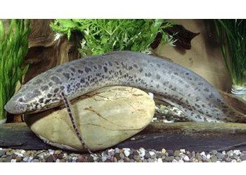 肺魚，肺魚如何適應干旱環境，肺魚的夏眠過程是怎樣的