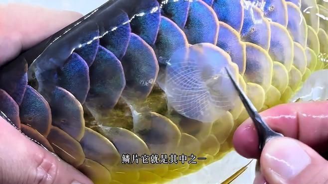 賽級古龍過背金龍詳細步驟及注意事項
