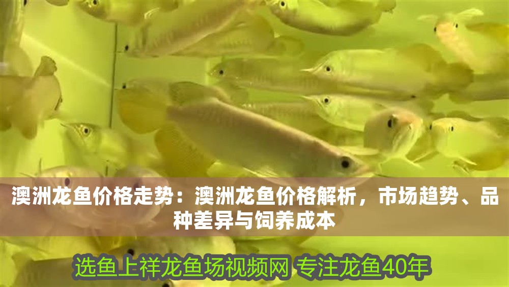 澳洲龍魚價格走勢：澳洲龍魚價格解析，市場趨勢、品種差異與飼養成本