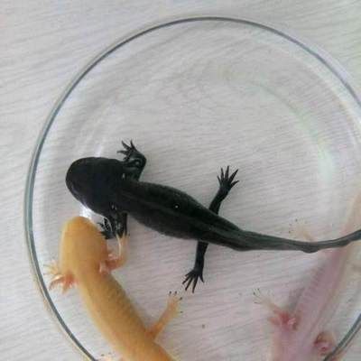 六角恐龍魚要吃多少（六角恐龍魚喂食頻率調整,六角恐龍魚體重監控方法）