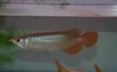 紅龍魚(yú)白毛病怎么治好：紅龍魚(yú)白毛病治療方法：紅龍魚(yú)水質(zhì)管理技巧技巧