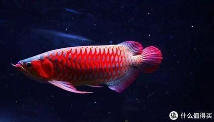 紅龍魚白毛病怎么治好：紅龍魚白毛病治療方法：紅龍魚水質管理技巧技巧