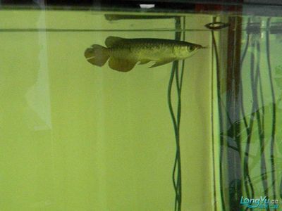 龍魚頑固性水霉病怎么治療好：如何治療龍魚頑固性水霉病