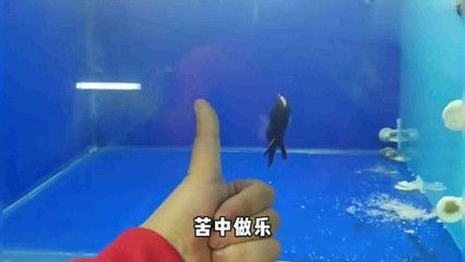 在哪買龍魚便宜又好