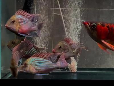 龍魚搭配關(guān)刀魚好嗎，龍魚關(guān)刀魚混養(yǎng)的日常管理