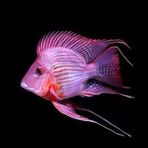 龍魚搭配關(guān)刀魚好嗎，龍魚關(guān)刀魚混養(yǎng)的日常管理