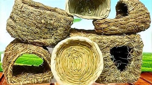 龍貓繁殖的最佳溫度是多少？