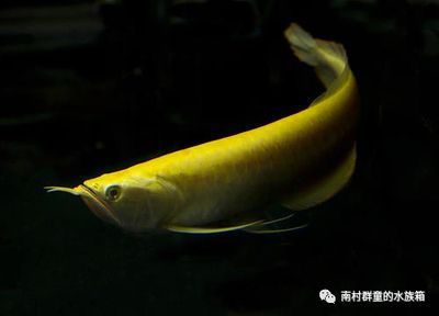 龍魚是什么品種的：常見的龍魚品種介紹 龍魚是什么品種的：常見的龍魚品種介紹 龍魚百科 第5張