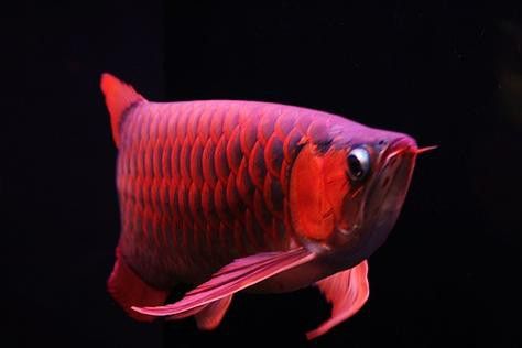 紅龍魚分類及圖片介紹圖庫