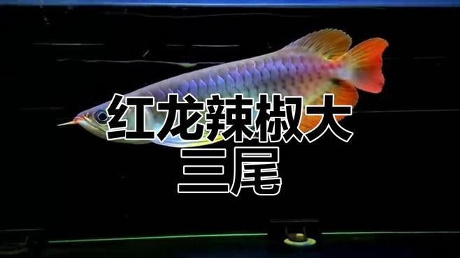 紅龍魚分類及圖片介紹圖庫