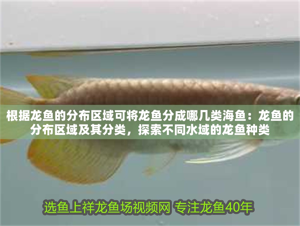 根據龍魚的分布區域可將龍魚分成哪幾類海魚：龍魚的分布區域及其分類，探索不同水域的龍魚種類