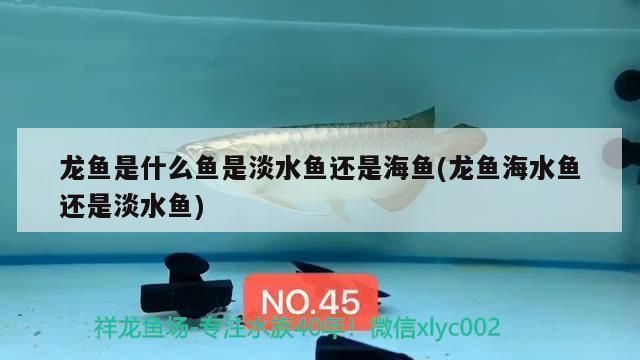 龍魚是不是海魚類：龍魚不是海魚類，而是淡水魚類