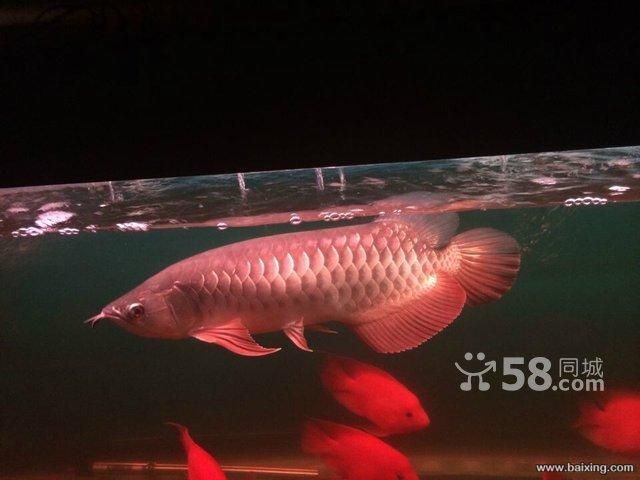 50公分金龍魚配什么魚：50公分金龍魚如何混養 50公分金龍魚配什么魚：50公分金龍魚如何混養 龍魚百科 第1張