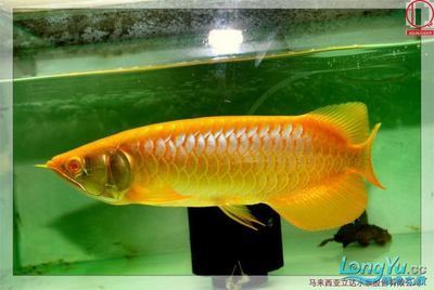 龍魚的選擇與鑒賞方法是什么意思，龍魚的選擇與鑒賞