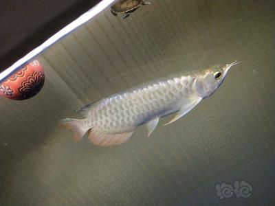 龍魚的選擇與鑒賞方法是什么意思，龍魚的選擇與鑒賞
