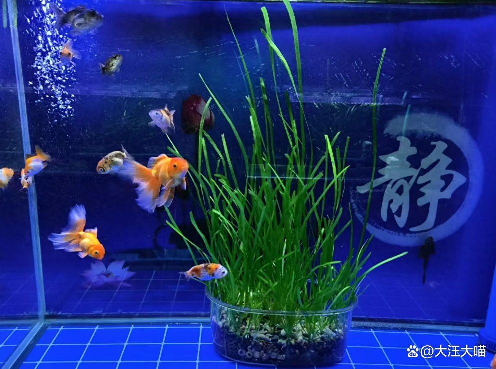 紅龍魚水質不穩(wěn)定會有什么表現(xiàn)？