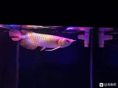 龍魚白便但是食欲很好：龍魚中國吧-百度貼吧