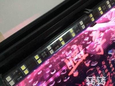 紅龍魚用什么品牌的燈，