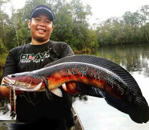 五點雷龍魚圖片大全 五點雷龍魚圖片大全 龍魚百科 第1張