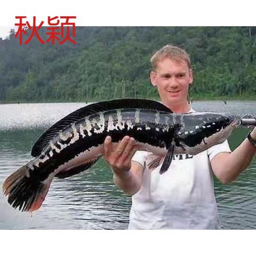 五點雷龍魚圖片大全 五點雷龍魚圖片大全 龍魚百科 第5張