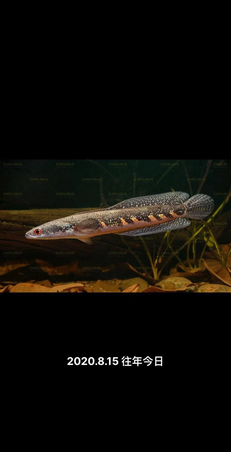 五點雷龍魚圖片大全 五點雷龍魚圖片大全 龍魚百科 第4張