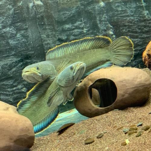 五點雷龍魚圖片大全 五點雷龍魚圖片大全 龍魚百科 第18張