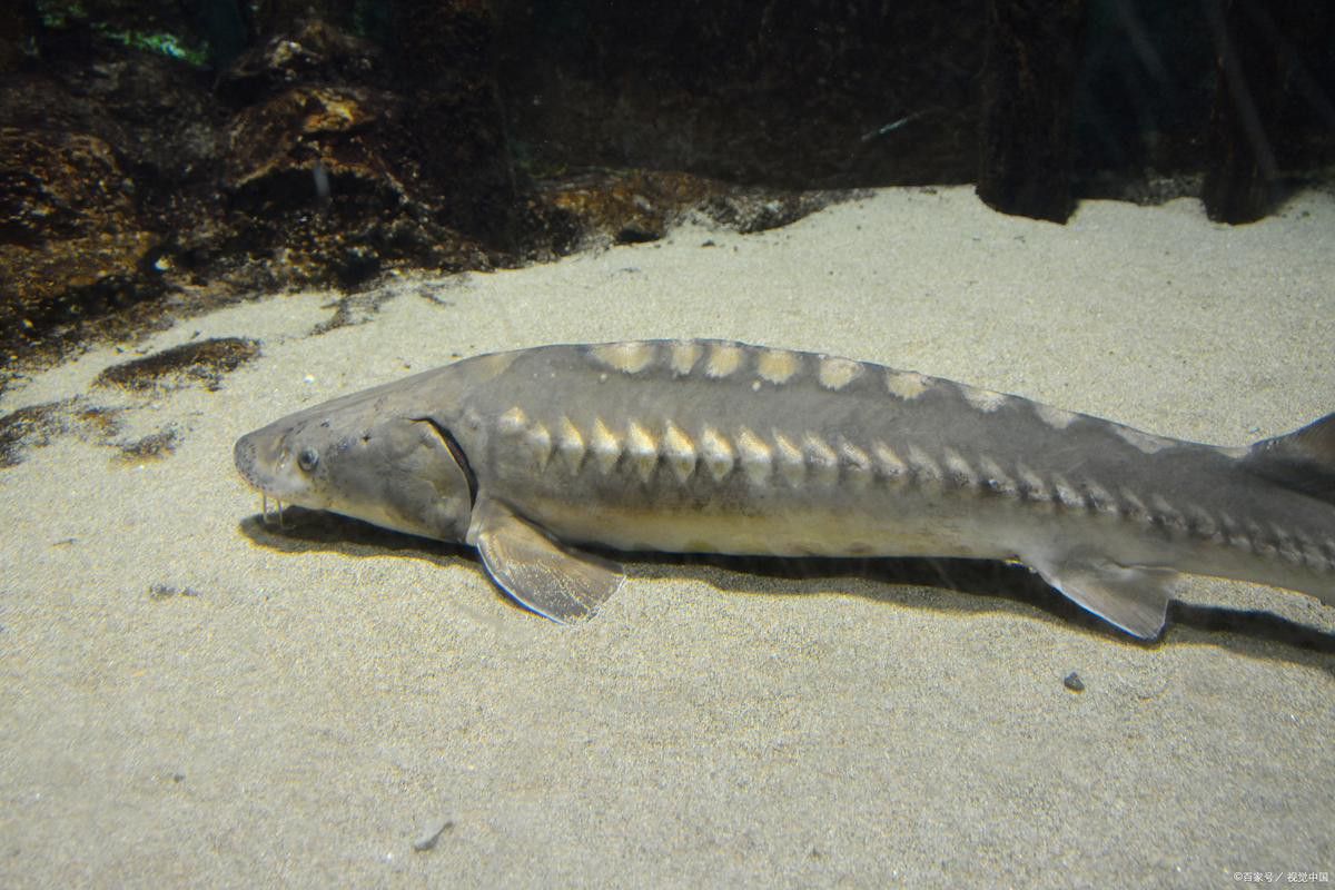 五點雷龍魚圖片大全 五點雷龍魚圖片大全 龍魚百科 第22張