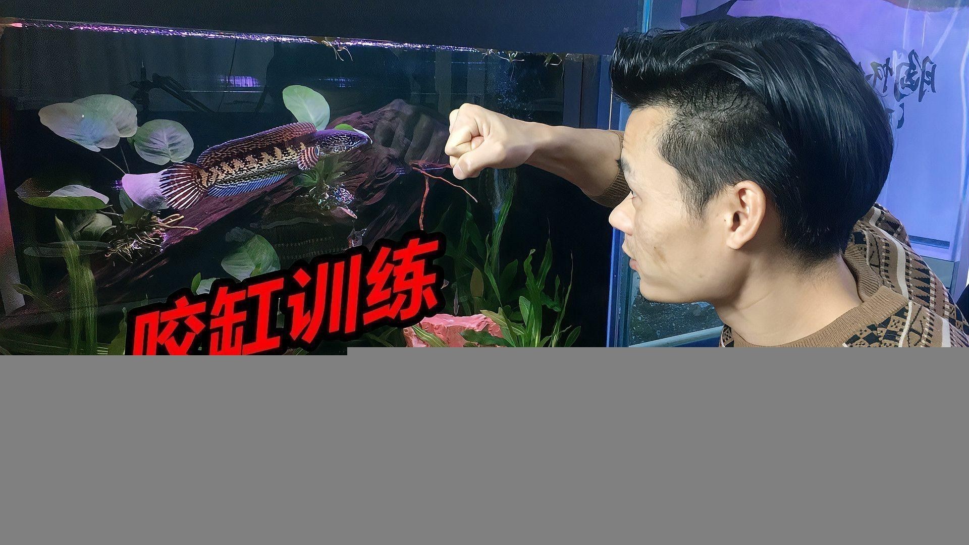 五點雷龍魚圖片大全 五點雷龍魚圖片大全 龍魚百科 第26張