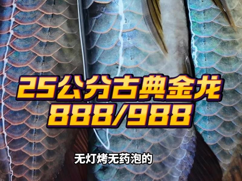 古典過背金龍的市場價(jià)格波動大嗎？ 古典過背金龍的市場價(jià)格波動大嗎？ 龍魚百科 第1張
