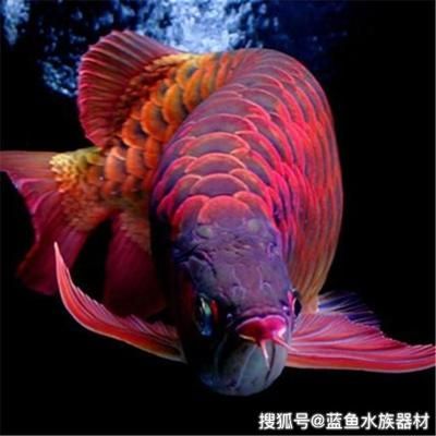 如何讓龍魚發色更好一些圖片：如何提高龍魚發色