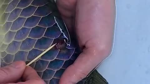 龍魚爛鱗：龍魚爛鱗與水質管理、飼料質量、疾病感染等因素的關系
