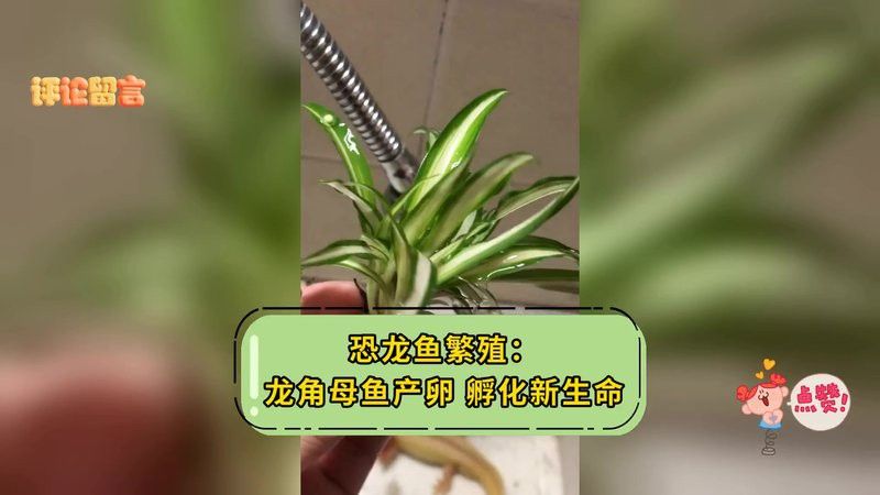 九角龍魚怎么分公母