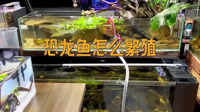 九角龍魚怎么分公母