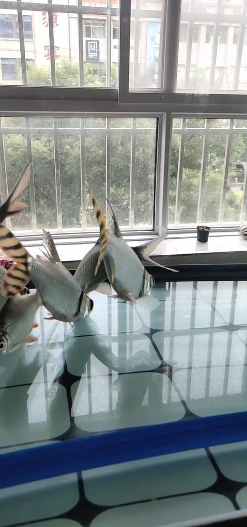 龍魚和什么魚混養最好圖片大全欣賞