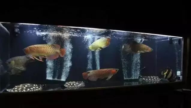 龍魚和什么魚混養最好圖片大全欣賞