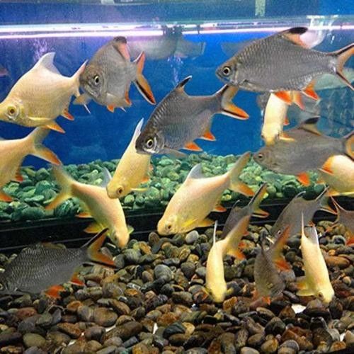 龍魚和什么魚混養最好圖片大全欣賞