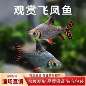 龍魚和什么魚混養最好圖片大全欣賞