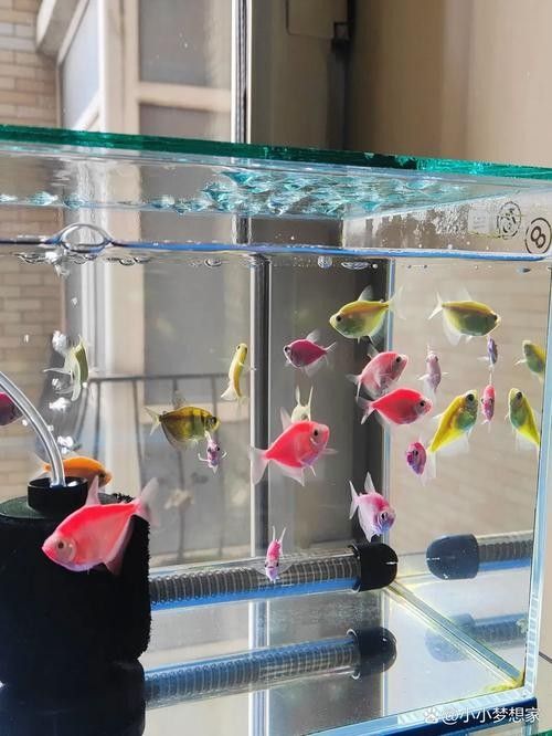 龍魚和什么魚混養最好圖片大全欣賞