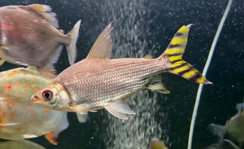 龍魚和什么魚混養最好圖片大全欣賞