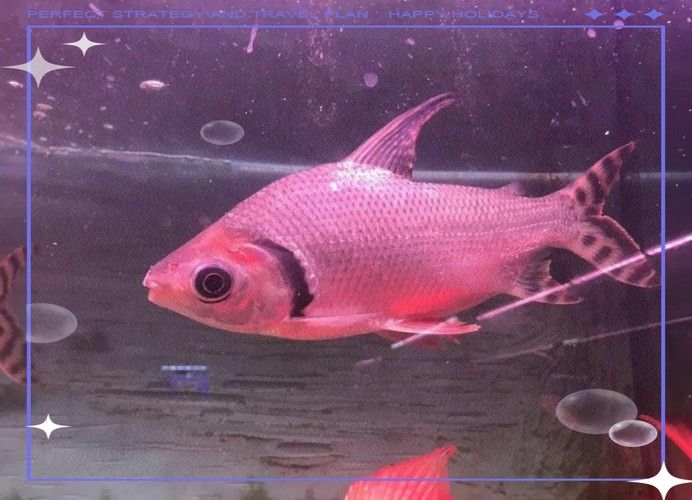 龍魚和什么魚混養最好圖片大全欣賞